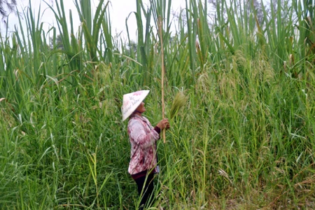 Bẻ bông sậy mưu sinh trong khu đô thị mới Khánh An.